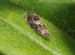 Grapholita prunivora