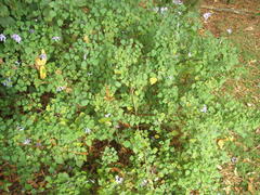 Plectranthus saccatus
