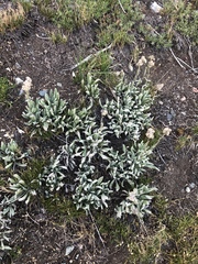 Antennaria lanata