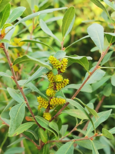 Myrica gale iNat (2)