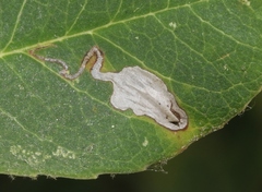 Stigmella heteromelis