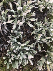 Antennaria lanata