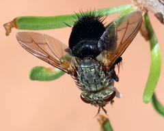 Archytas analis