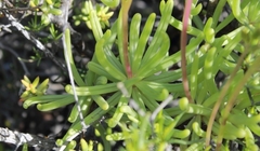 Senecio sarcoides