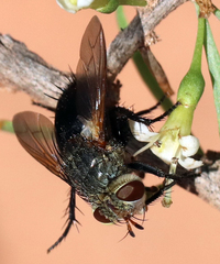 Archytas analis