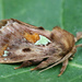 Spiny Oak-slug Moth - Photo (c) Seabrooke Leckie, some rights reserved (CC BY-NC-ND)