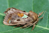 Spiny Oak-slug Moth - Photo (c) Seabrooke Leckie, some rights reserved (CC BY-NC-ND)