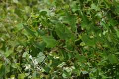Erythrina herbacea