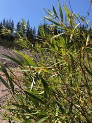 Salix lasiandra caudata