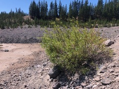 Salix lasiandra caudata
