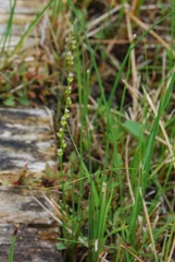 Triglochin palustris