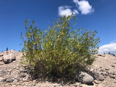 Salix lasiandra caudata