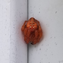 Araneus iviei