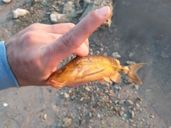 Rhinodoras dorbignyi