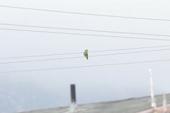 Amazona viridigenalis