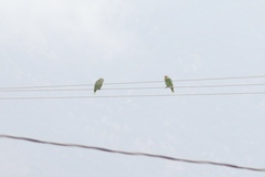 Amazona viridigenalis