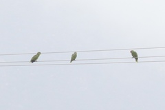 Amazona viridigenalis