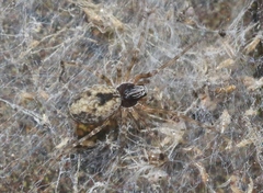 Dictyna calcarata