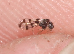 Propsocus pulchripennis