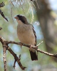 Plocepasser mahali mahali