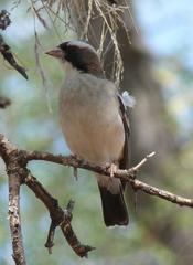 Plocepasser mahali mahali