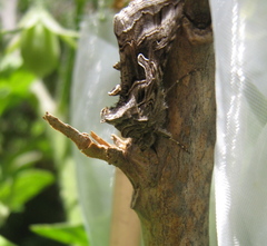 Cornutiplusia circumflexa