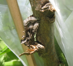 Cornutiplusia circumflexa