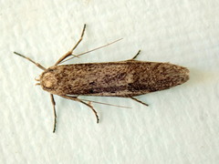 Periallactis monostropha