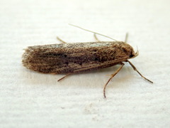 Periallactis monostropha