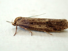 Periallactis monostropha