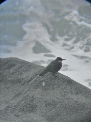 Cinclodes nigrofumosus