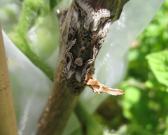 Cornutiplusia circumflexa