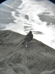 Cinclodes nigrofumosus