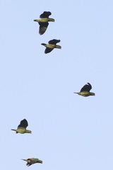 Amazona viridigenalis