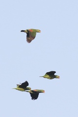 Amazona viridigenalis