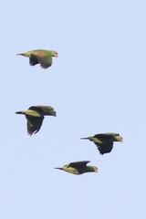 Amazona viridigenalis