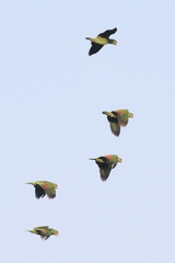 Amazona viridigenalis