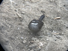 Cinclodes patagonicus