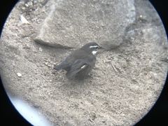 Cinclodes patagonicus