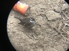 Cinclodes patagonicus