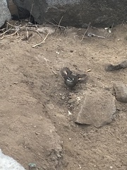 Cinclodes patagonicus