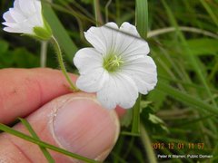 Geranium wakkerstroomianum