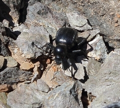 Moluris gibba
