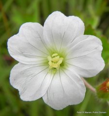 Geranium wakkerstroomianum