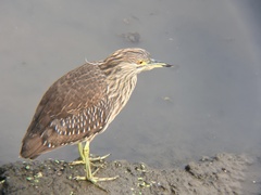 Nycticorax nycticorax