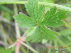 Geranium wakkerstroomianum