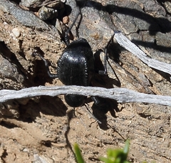 Moluris gibba