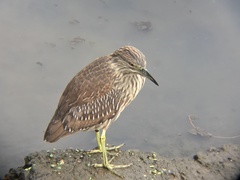 Nycticorax nycticorax