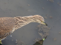 Nycticorax nycticorax