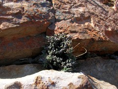 Pelargonium alternans